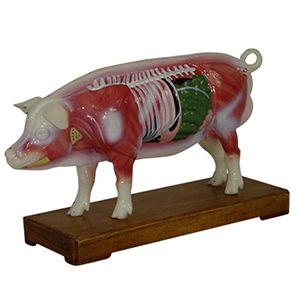 Pig Acupuncture Model